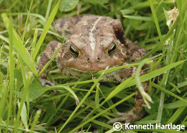 american toad